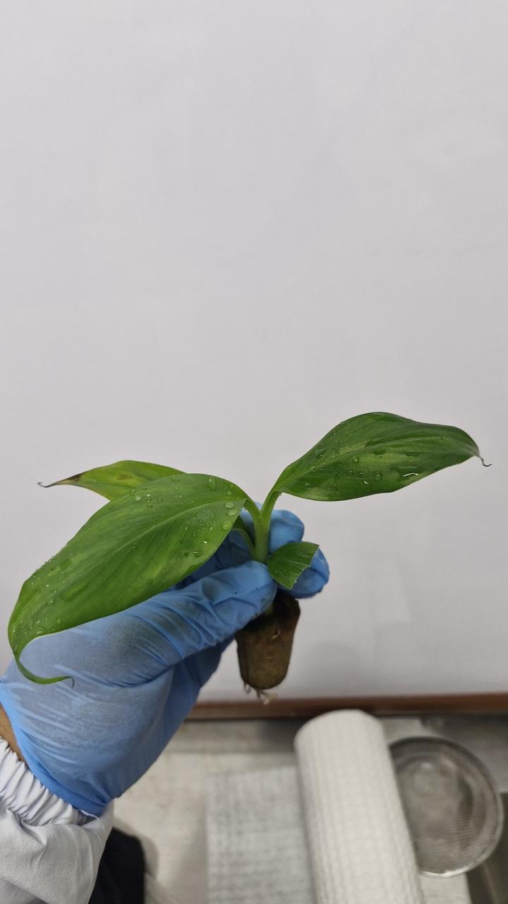 Imagen de galeria 15